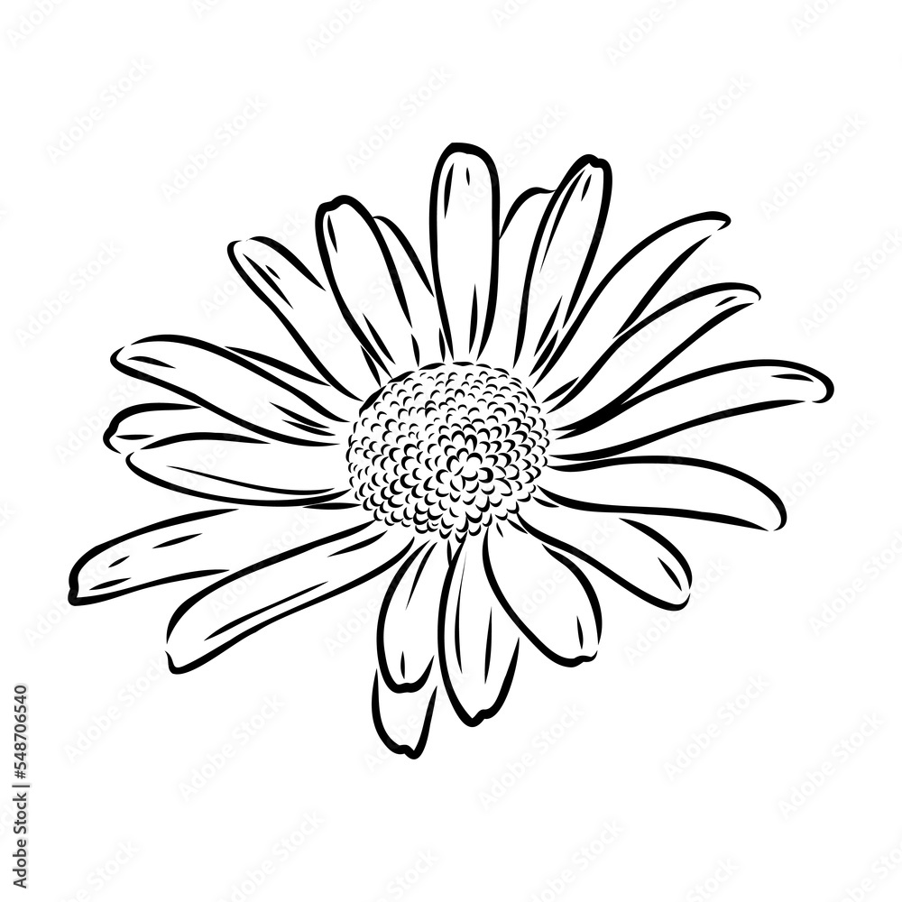 Daisy flower line art drawing. Vector hand drawn engraved illustration. Wild Chamomile black ink sketch. Wild botanical garden bloom. Great for tea packaging, label, icon, greeting cards, decor Daisy flower line art drawing. Vector hand drawn engraved illustration. Wild Chamomile black ink sketch. Wild botanical garden bloom. Great for tea packaging, label, icon, greeting cards, decor