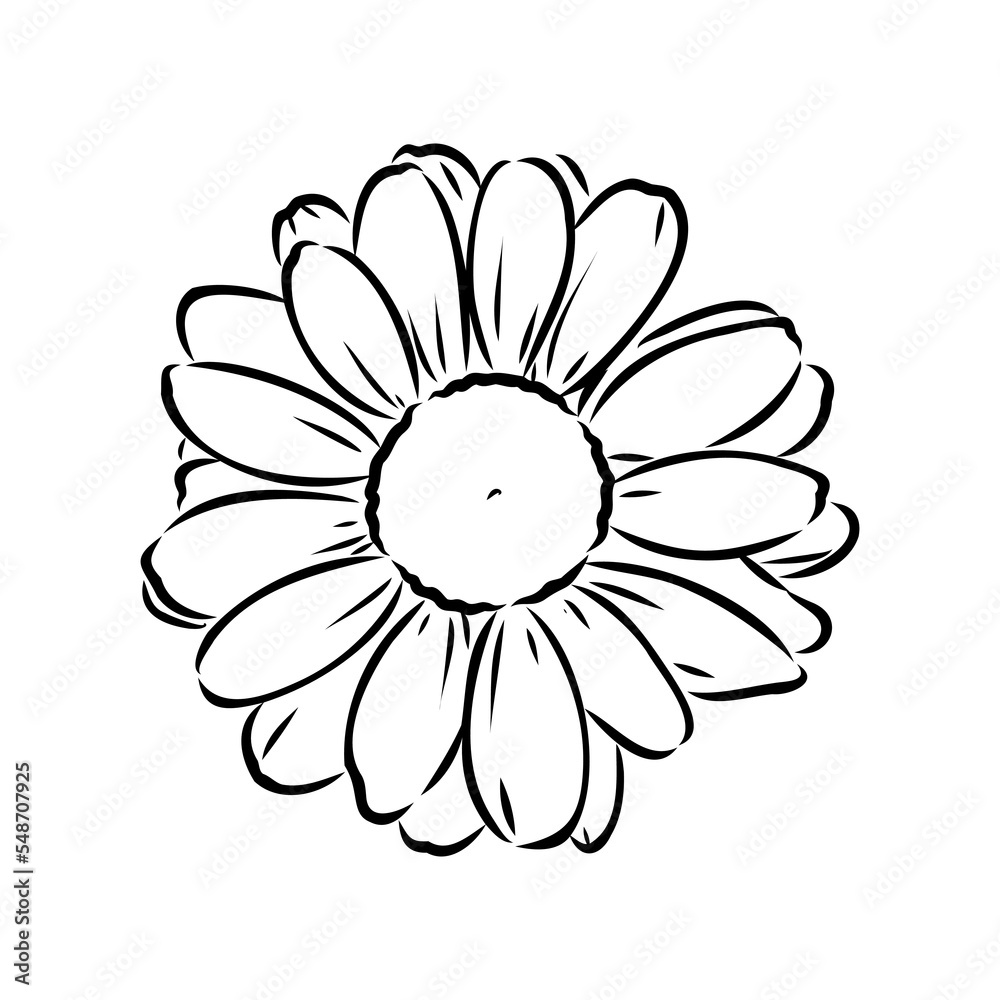 Daisy flower line art drawing. Vector hand drawn engraved illustration. Wild Chamomile black ink sketch. Wild botanical garden bloom. Great for tea packaging, label, icon, greeting cards, decor