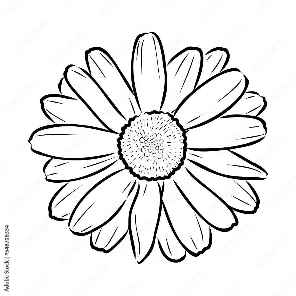 Daisy flower line art drawing. Vector hand drawn engraved illustration. Wild Chamomile black ink sketch. Wild botanical garden bloom. Great for tea packaging, label, icon, greeting cards, decor Daisy flower line art drawing. Vector hand drawn engraved illustration. Wild Chamomile black ink sketch. Wild botanical garden bloom. Great for tea packaging, label, icon, greeting cards, decor