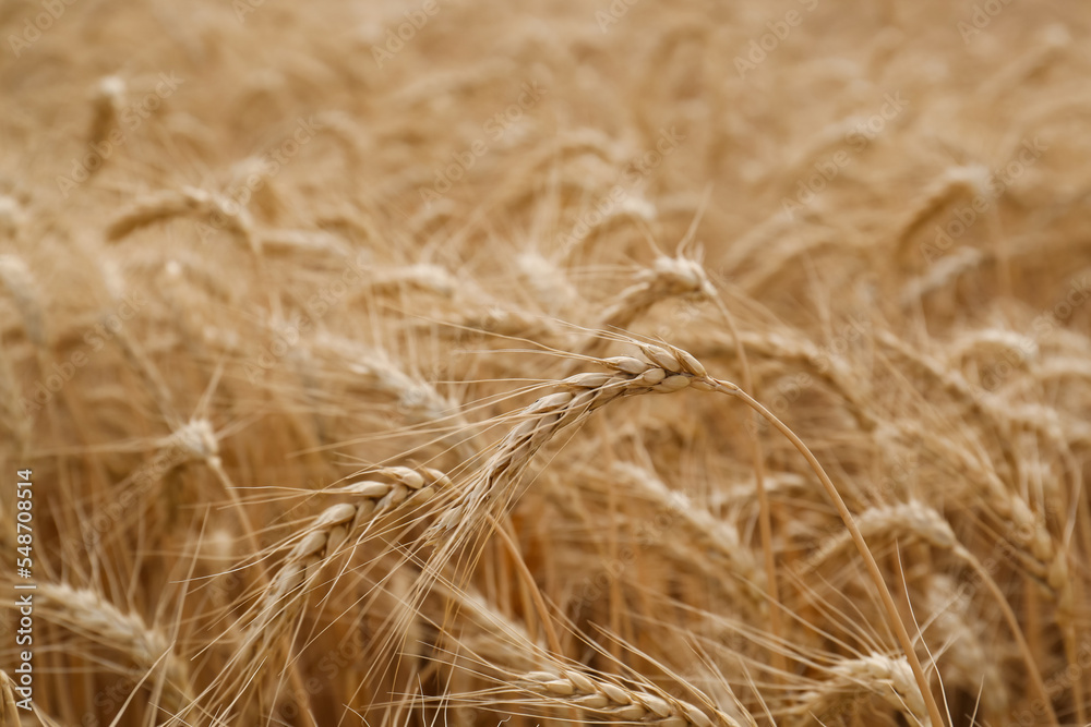 Ripe wheat spikes in agricultural field, closeup Ripe wheat spikes in agricultural field, closeup