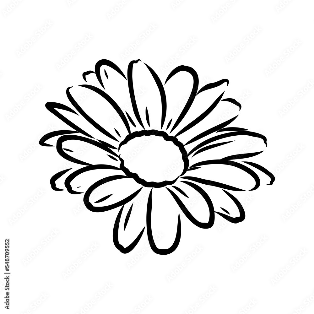 Daisy flower line art drawing. Vector hand drawn engraved illustration. Wild Chamomile black ink sketch. Wild botanical garden bloom. Great for tea packaging, label, icon, greeting cards, decor Daisy flower line art drawing. Vector hand drawn engraved illustration. Wild Chamomile black ink sketch. Wild botanical garden bloom. Great for tea packaging, label, icon, greeting cards, decor