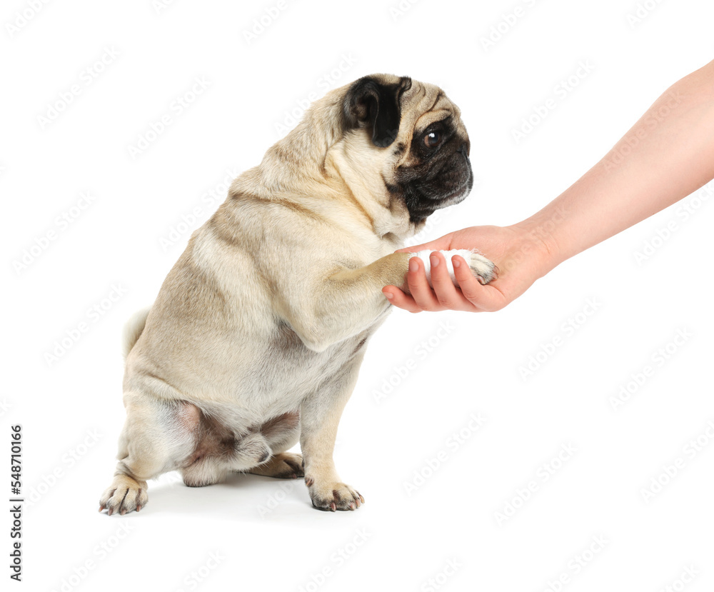 Woman holding dog's paw on white background, closeup Woman holding dog's paw on white background, closeup
