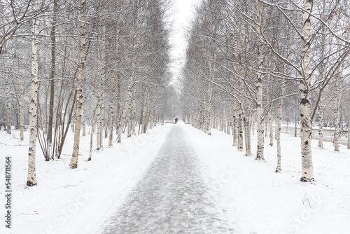 Birch alley stretching into the distance and footprints in the snow.