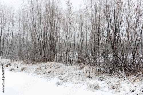 Bushes and grass covered with freshly fallen snow