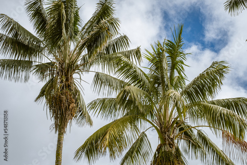 Two tops of palm trees, occupying the whole frame, on a background of big white clouds and blue sky, one autumn morning. Tenerife, Canary Islands, Spain