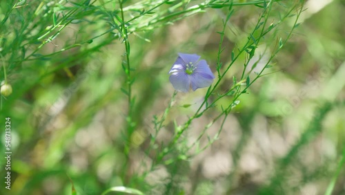 Linum lewisii. Blue flax flowers. Flax blossoms. Linum blooms. Selective focus photo
