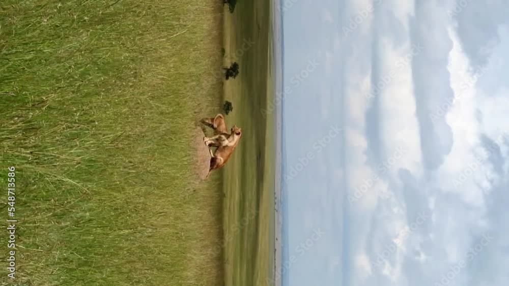 2 lionesses leaning on mound inspecting the African savanna. Vertical 2 lionesses leaning on mound inspecting the African savanna. Vertical