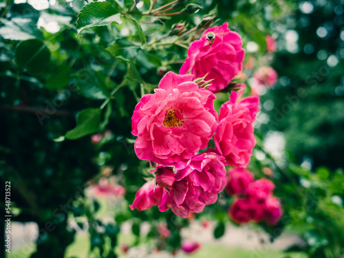 pink rose bush © Thanh