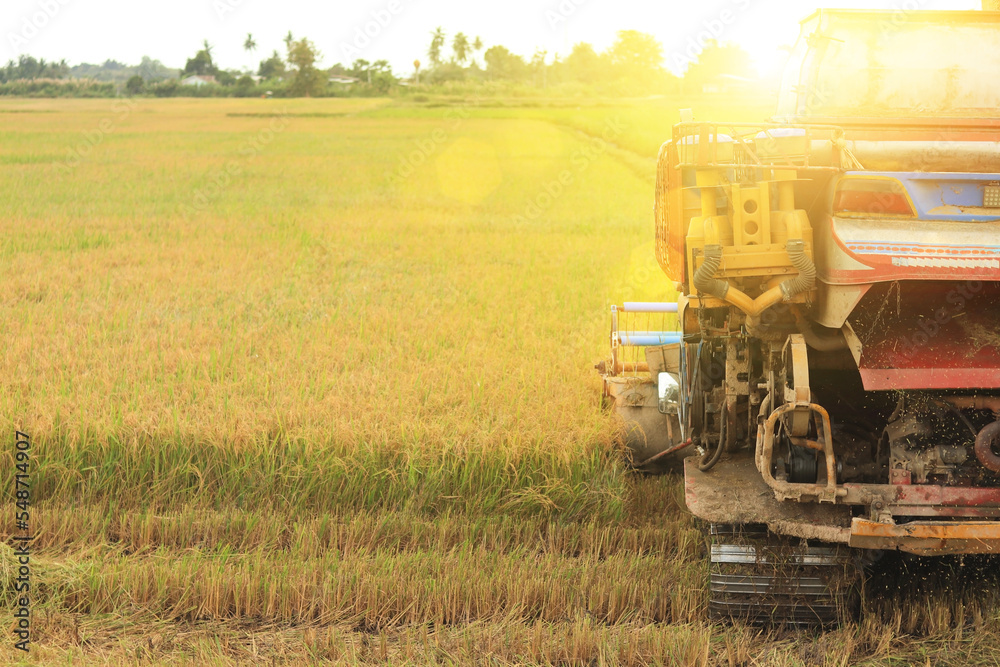 Fototapeta premium Great combine Harvesting of rice field with combine at the rice field at north Thailand, Thailand rice planting season. 