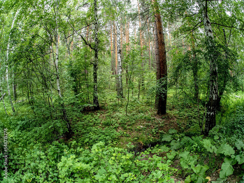 a small forest stream in summer in a mixed forest