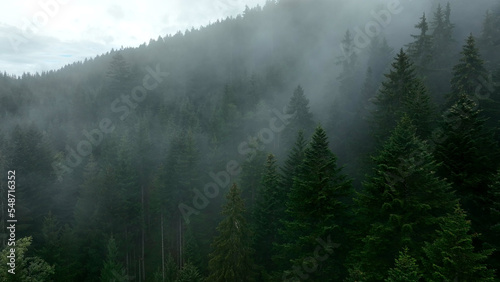 Spruce trees in morning fog on autumn mountain