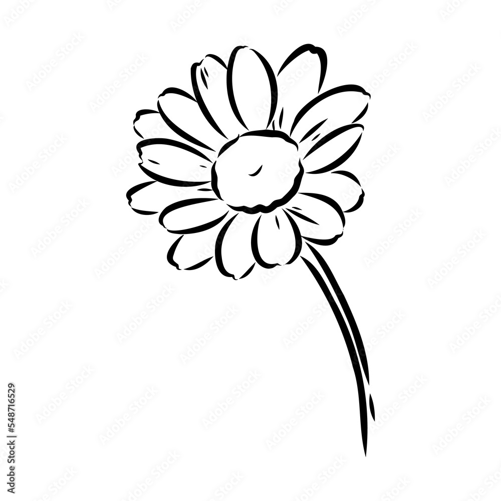 Daisy flower line art drawing. Vector hand drawn engraved illustration. Wild Chamomile black ink sketch. Wild botanical garden bloom. Great for tea packaging, label, icon, greeting cards, decor Daisy flower line art drawing. Vector hand drawn engraved illustration. Wild Chamomile black ink sketch. Wild botanical garden bloom. Great for tea packaging, label, icon, greeting cards, decor