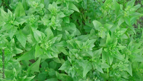 Wallpaper Mural Green spinach on a field. Young leaves leaf leaf green in rows, agriculture. Torontodigital.ca