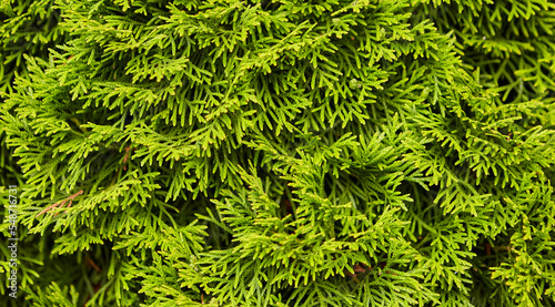 Background of dense green larch branches with soft leaves.