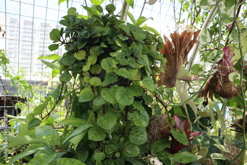 Plectranthus verticillatus in the garden photo