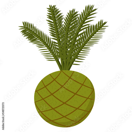 Kokedama is a ball of earth covered with moss in which an ornamental plant grows.