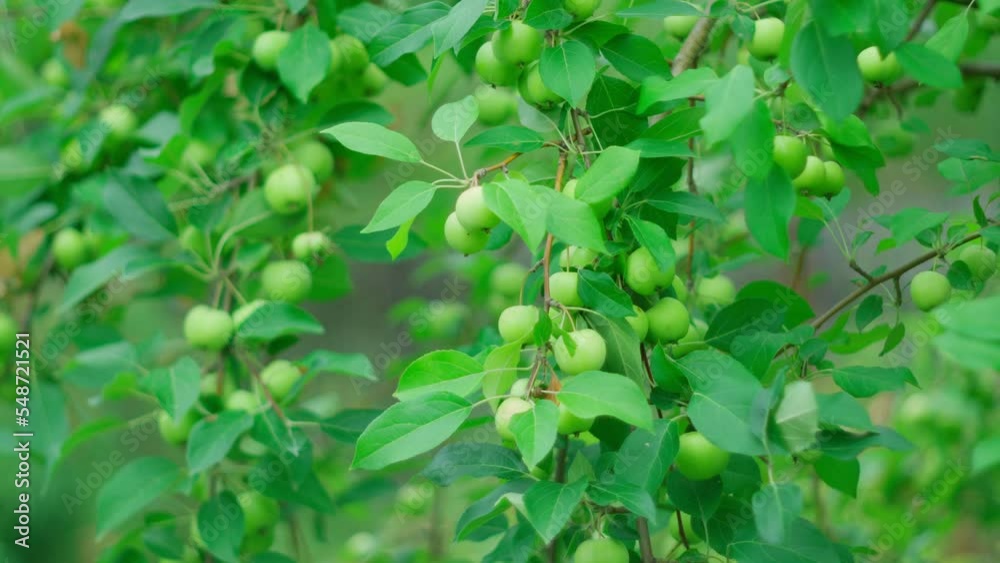 Delicious green apples hanging from a tree branch in an apple orchard. Selective focus Delicious green apples hanging from a tree branch in an apple orchard. Selective focus