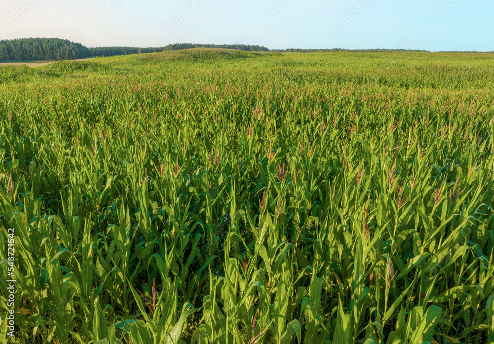 Corn field background. Corn on the green stalk in the field. Maize plant and sweetcorn. Corncob in cornfield at farm. Harvest season. Green leaves and corn background. Fodder maize and grain crop. Corn field background. Corn on the green stalk in the field. Maize plant and sweetcorn. Corncob in cornfield at farm. Harvest season. Green leaves and corn background. Fodder maize and grain crop.