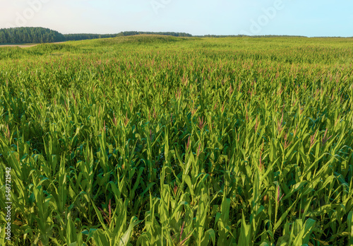 Corn field background. Corn on the green stalk in the field. Maize plant and sweetcorn. Corncob in cornfield at farm. Harvest season. Green leaves and corn background. Fodder maize and grain crop.