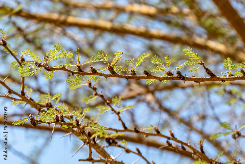 Acacia tree branches with thorns and young green leaves close-up Acacia tree branches with thorns and young green leaves close-up