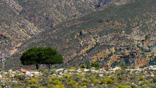 Lone tree at the base of the Swartberg mountains, near Toorwater, Western Cape. photo