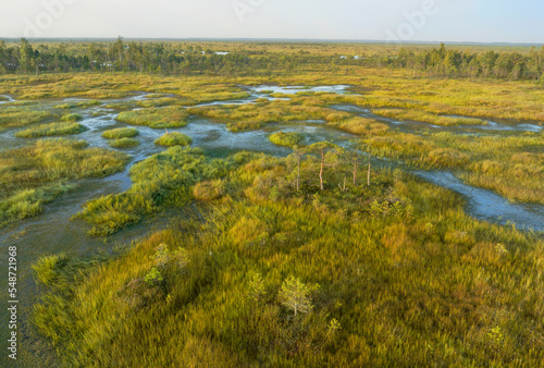 Swamp Yelnya on sunset landscape. Wild mire of Belarus. East European swamps and Peat Bogs. Ecological reserve in wildlife. Marshland with islands and pine trees. Swampy land and wetland, marsh, bog.