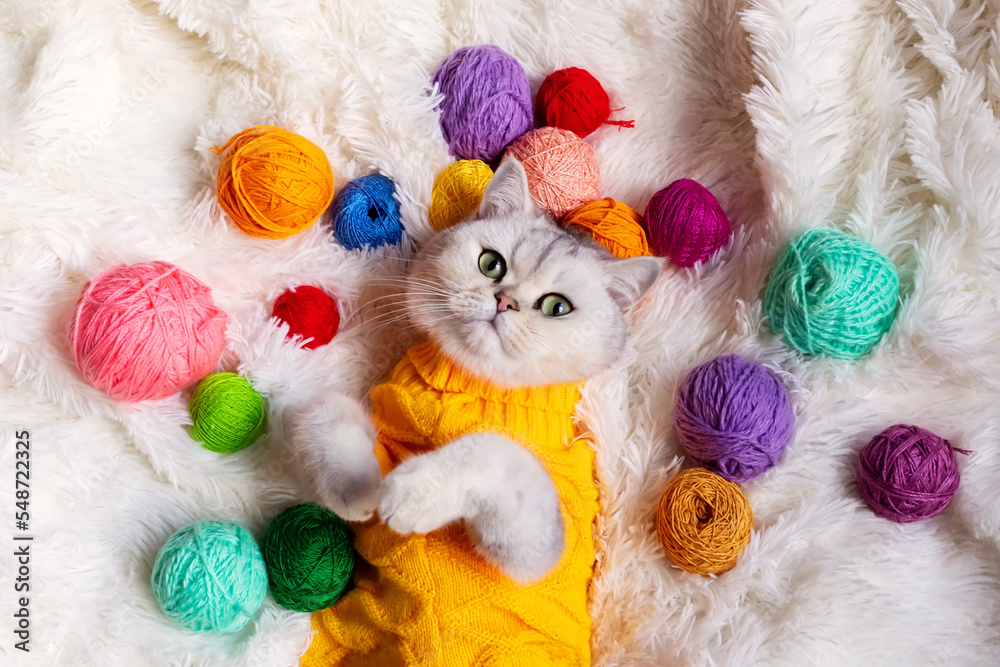 Close up of a funny white cat lies in a yellow clothes , on a fluffy blanket with colorful yarn. - obrazy, fototapety, plakaty 
