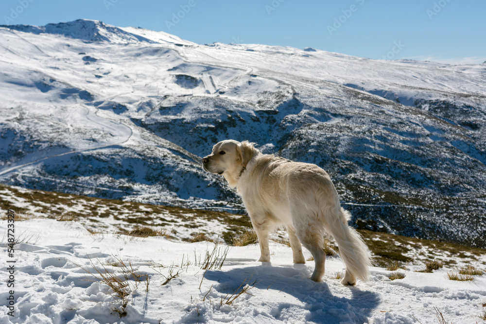 Obraz premium golden retriever dog on the top of a snowy mountain looks into the distance, background of sky and snow-capped mountains