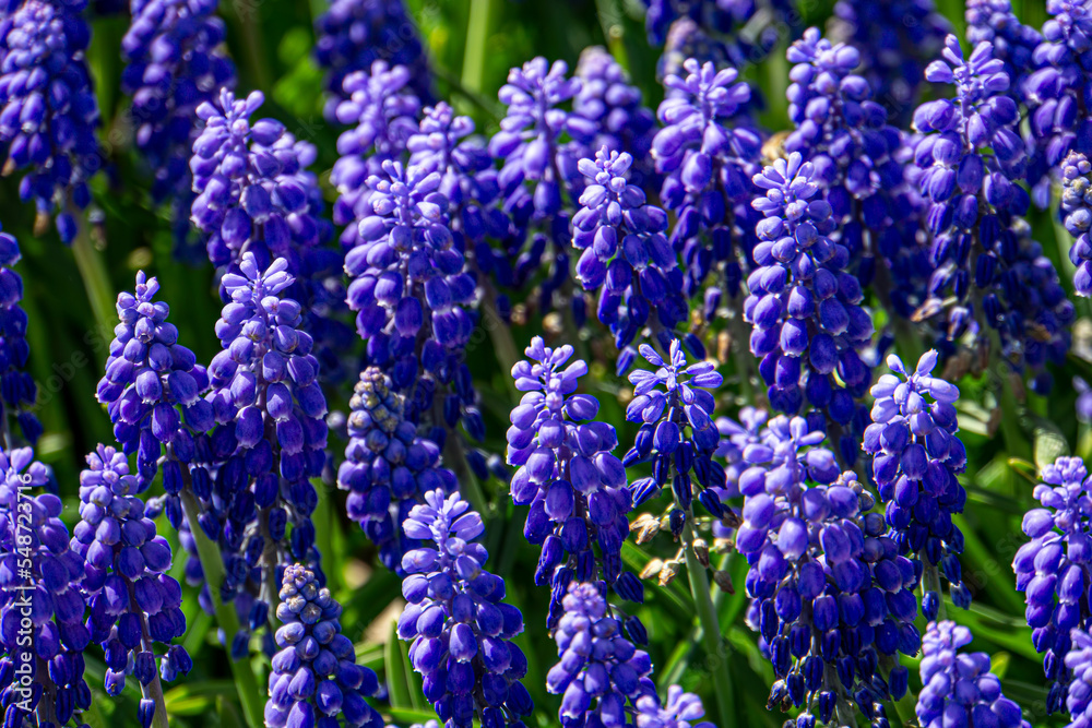 Fototapeta premium close up of blue flowers