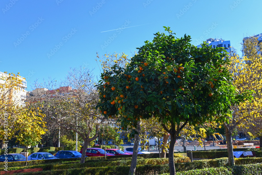 Obraz premium Citrus orange fruit grows on a tree with green leaves in garden. Oranges and tangerines on a tree. Orange tree leaves for a taste of tropics. Ripe Oranges in City park.