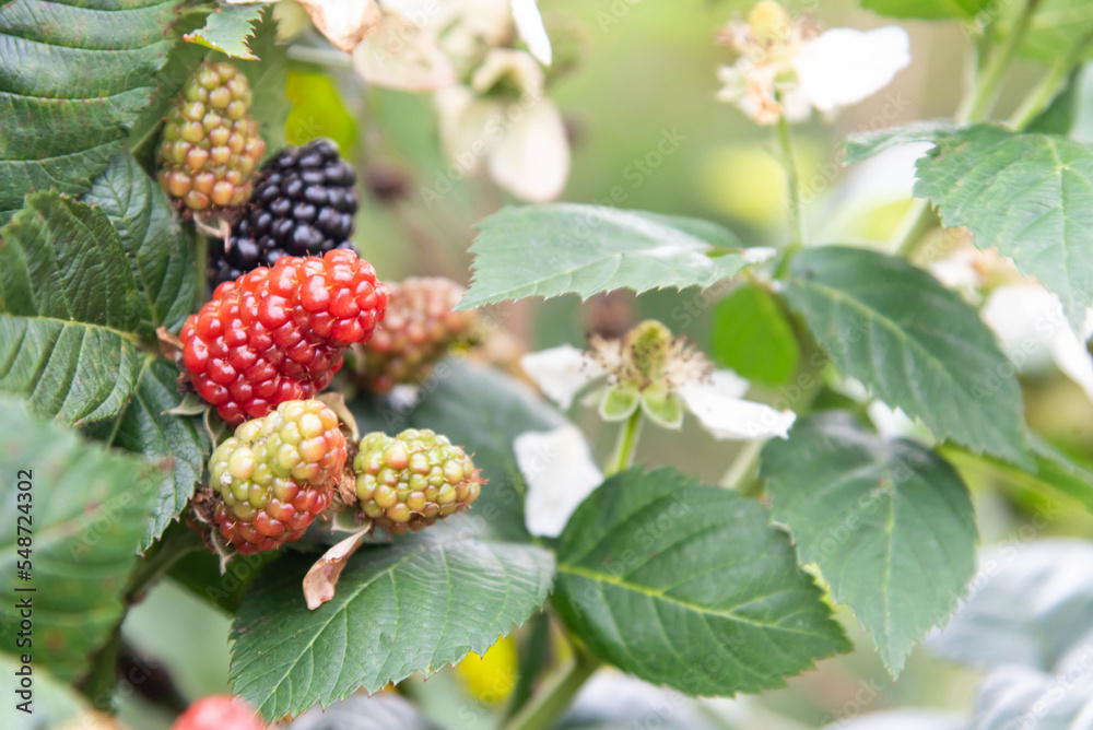 blackberry grows on bushes close-up. Berry harvest. Bunch of blackberries with white blackberry flowers in the garden with green leaves. Healthy food for vegans. blackberry grows on bushes close-up. Berry harvest. Bunch of blackberries with white blackberry flowers in the garden with green leaves. Healthy food for vegans.