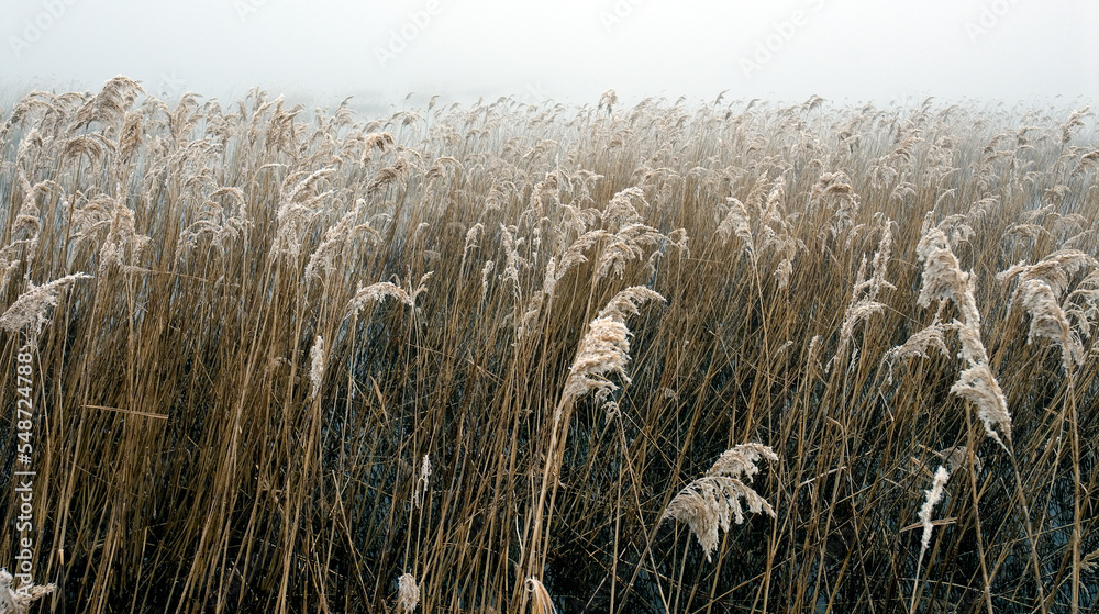 Fototapeta premium Reeds and fog in a freshwater lagoon