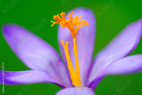 Macro photography of Crocus...
