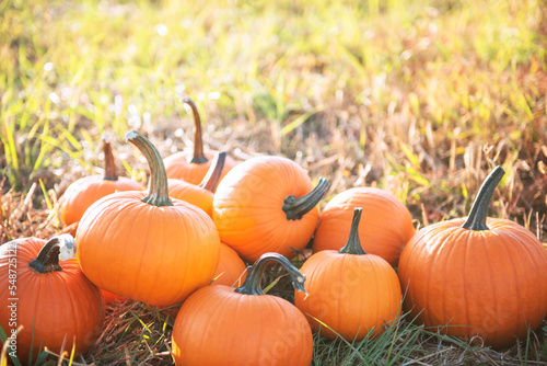 Many ripe orange pumpkins in field  space for text