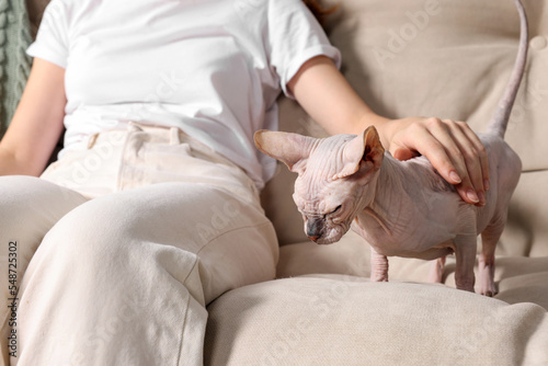 Woman stroking cute Sphynx cat on sofa at home, closeup. Lovely pet