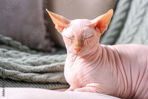 Beautiful Sphynx cat sleeping on sofa at home, space for text. Lovely pet
