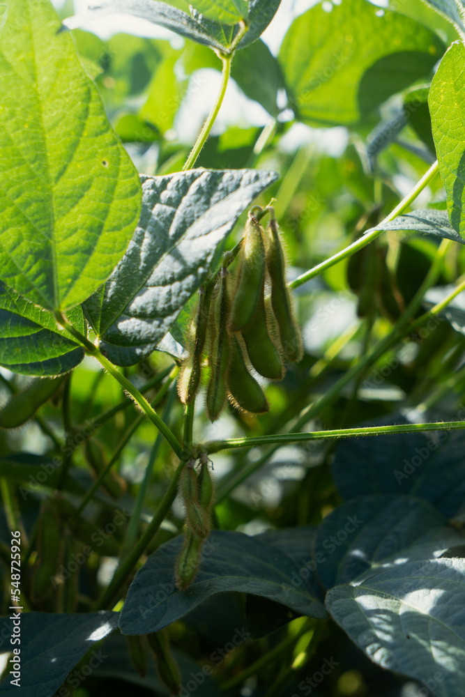 Fototapeta premium soybean pods