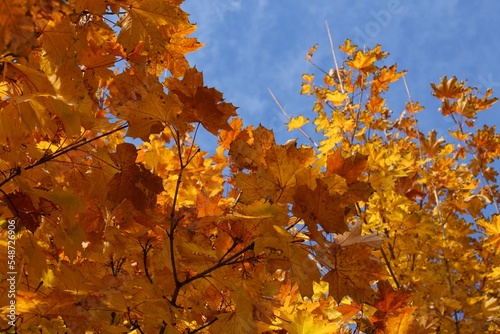 Beautiful tree with orange leaves and blue sky outdoors, low angle view. Autumn season