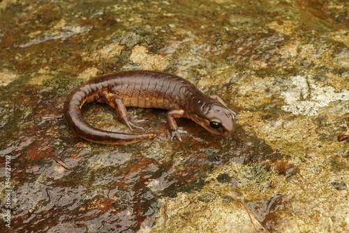 Closeup of an adult male Ensatina salamander over a wet rock background photo