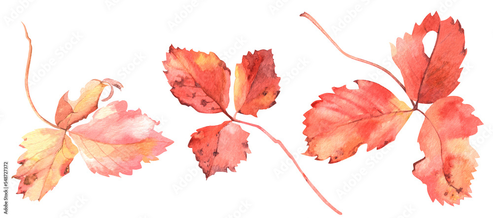 Fototapeta premium set of watercolor strawberry leaves. old red leaves. torn and with dark spots. for the design of the forest and garden theme