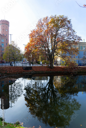 Dąb nad wodą