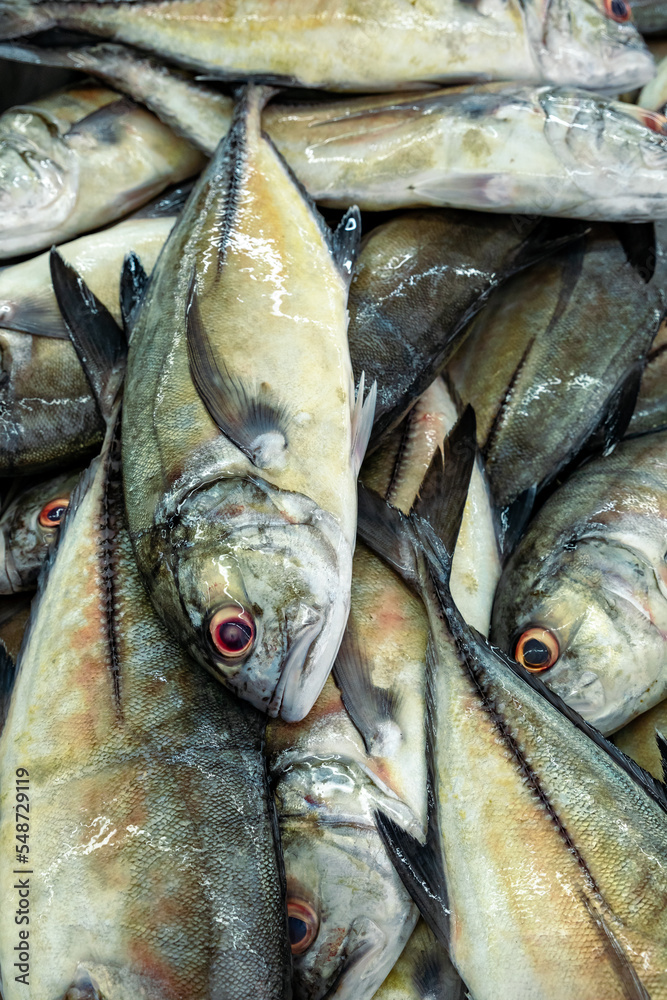 Obraz premium Traditional fish market in Mutrah, Oman. Several types of fish for sale, tuna and other fish.