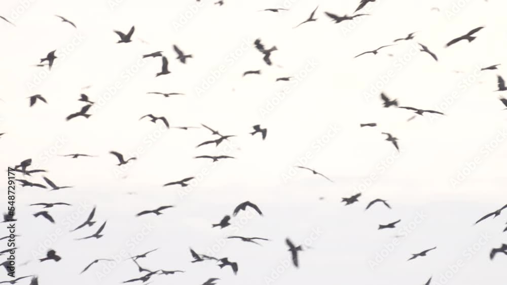 Black Kites (Milvus migrans) wintering in Israel Soaring in a blue sky
