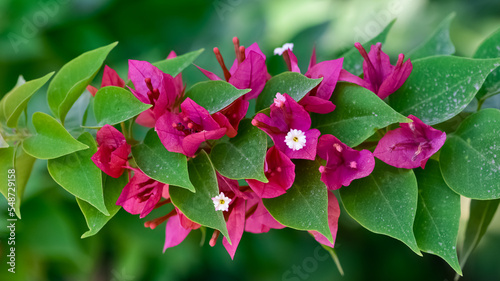 Foto garden flowers, photo of flowers of purple color