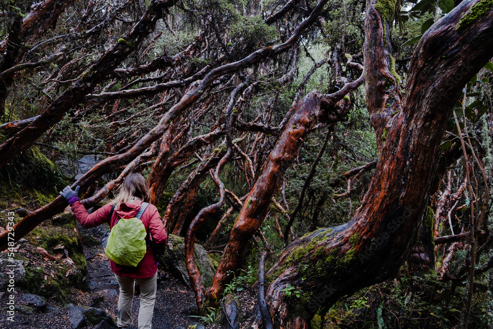 A woman hiking in a paper tree forest endemic to the mid- and high-elevation regions of the tropical Andes. Cajas National Park, Cuenca, Azuay province, highlands of Ecuador. A woman hiking in a paper tree forest endemic to the mid- and high-elevation regions of the tropical Andes. Cajas National Park, Cuenca, Azuay province, highlands of Ecuador.