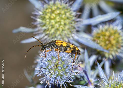 Żółty Owad chrząszcz, baldurek pstrokaty, siedzący na kwiatku