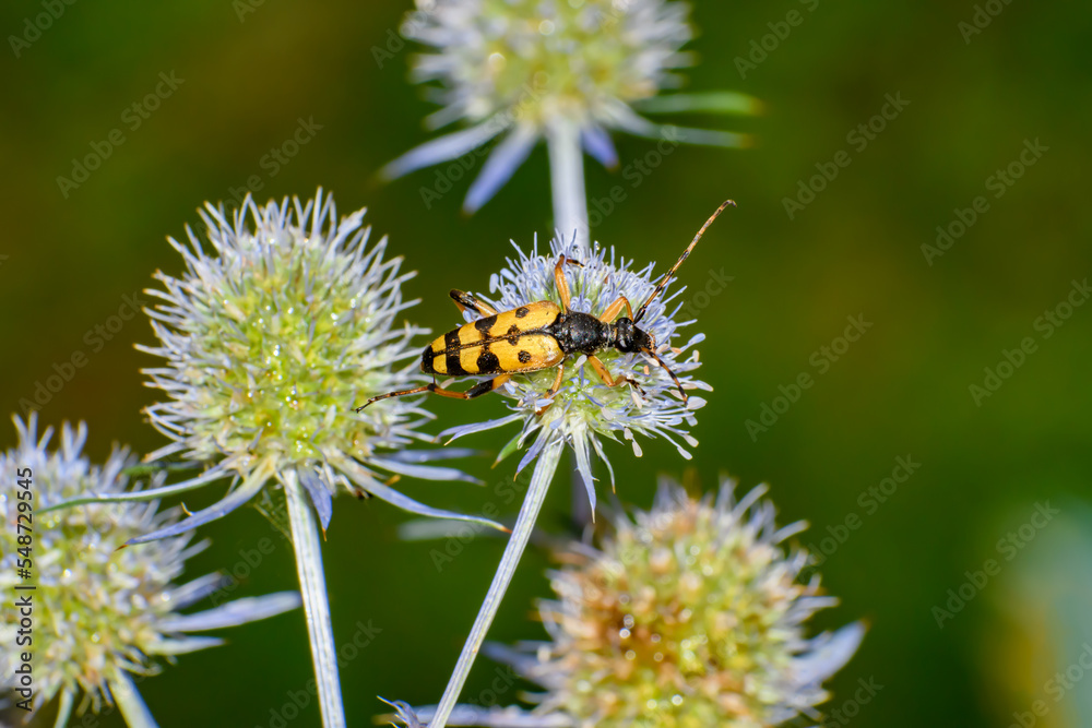 Żółty Owad chrząszcz, baldurek pstrokaty, siedzący na kwiatku - obrazy, fototapety, plakaty 