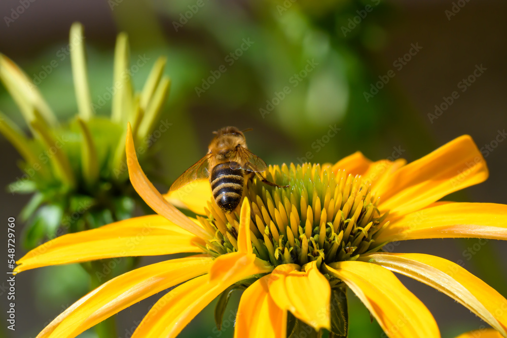 Pszczoła miodna  zbierająca pyłek na pięknie kwitnącej żółtej jeżowce  - obrazy, fototapety, plakaty 