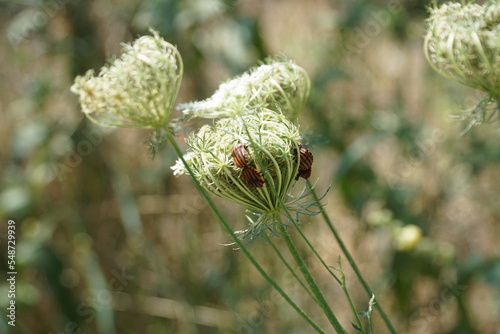 massa  RONCHI photo