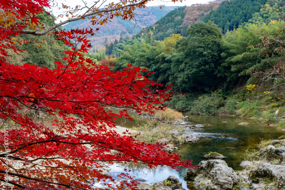 Φωτογραφία 紅葉と渓谷の綺麗な秋の長門峡　山口県